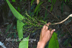 Gymnostachyum latifolium